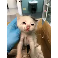 Foto dell\'animale gatto - Matr. 2019/0891 - Microchip 380260043869523