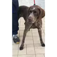 Foto dell\'animale cane - Matr. 2019/0899 - Microchip 380260043873012