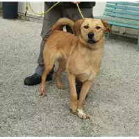 Foto dell\'animale cane - Matr. 2016/1227 - Microchip 380260042530474