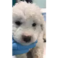 Foto dell\'animale cane - Matr. 2019/0912 - Microchip 380260043873375