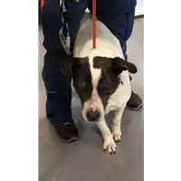 Foto dell\'animale cane - Matr. 2008/1612 - Microchip 981100000793414