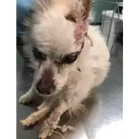 Foto dell\'animale cane - Matr. 2019/0909 - Microchip 380260043873097