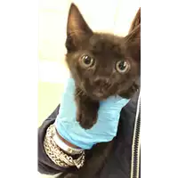 Foto dell\'animale gatto - Matr. 2019/0915 - Microchip 380260043681321