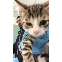 Foto dell\'animale gatto - Matr. 2019/0916 - Microchip 380260043681387