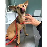 Foto dell\'animale cane - Matr. 2018/2257 - Microchip 380260043686844