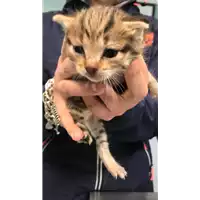 Foto dell\'animale gatto - Matr. 2019/0906 - Microchip 