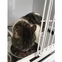 Foto dell\'animale gatto - Matr. 2019/0921 - Microchip 380260043680766
