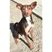 Foto dell\'animale cane - Matr. 2019/0927 - Microchip 380260043643167