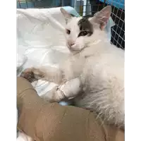 Foto dell\'animale gatto - Matr. 2019/0928 - Microchip 380260043642527