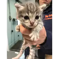 Foto dell\'animale gatto - Matr. 2019/0929 - Microchip 