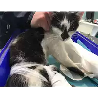 Foto dell\'animale gatto - Matr. 2019/0930 - Microchip 380260043642933