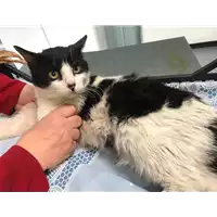 Foto dell\'animale gatto - Matr. 2019/0931 - Microchip 380260043643087
