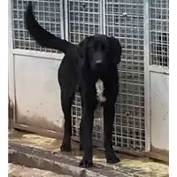 Foto dell\'animale cane - Matr. 2018/2463 - Microchip 380260043854286