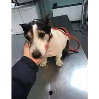 Foto dell\'animale cane - Matr. 2019/0245 - Microchip 380260043873477