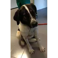 Foto dell\'animale cane - Matr. 2018/2464 - Microchip 380260043854409