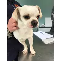 Foto dell\'animale cane - Matr. 2019/0935 - Microchip 380260043642578