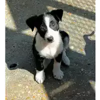 Foto dell\'animale cane - Matr. 2019/0939 - Microchip 380260043642876