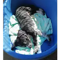 Foto dell\'animale cane - Matr. 2019/0940 - Microchip 380260043643282