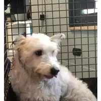 Foto dell\'animale cane - Matr. 2019/0925 - Microchip 380260043642642