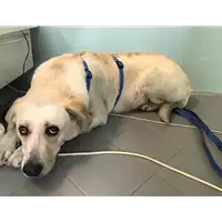 Foto dell\'animale cane - Matr. 2019/0949 - Microchip 380260043686994