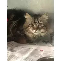 Foto dell\'animale gatto - Matr. 2019/0952 - Microchip 380260043680583