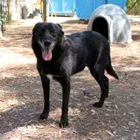 Foto dell\'animale cane - Matr. 2007/1110 - Microchip 380098100700735