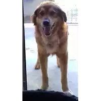 Foto dell\'animale cane - Matr. 2017/2674 - Microchip 380260070207189