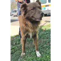 Foto dell\'animale cane - Matr. 2018/1931 - Microchip 380260042933033