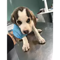 Foto dell\'animale cane - Matr. 2019/0953 - Microchip 380260043686683