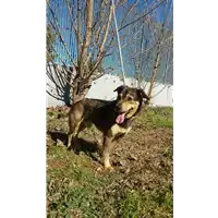 Foto dell\'animale cane - Matr. 2016/1058 - Microchip 380260042830642