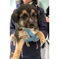 Foto dell\'animale cane - Matr. 2019/0962 - Microchip 380260043680847