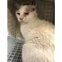 Foto dell\'animale gatto - Matr. 2019/0963 - Microchip 380260043636166