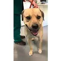 Foto dell\'animale cane - Matr. 2019/0655 - Microchip 380260043872876