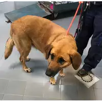 Foto dell\'animale cane - Matr. 2019/0971 - Microchip 380260002258521