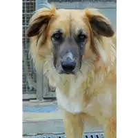 Foto dell\'animale cane - Matr. 2015/1763 - Microchip 380260042537717