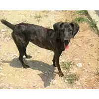 Foto dell\'animale cane - Matr. 2018/0741 - Microchip 380260043499656