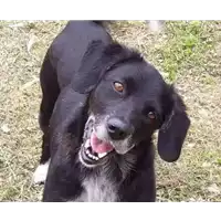 Foto dell\'animale cane - Matr. 2015/0169 - Microchip 380260000718882