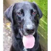 Foto dell\'animale cane - Matr. 2019/0339 - Microchip 380260043852856