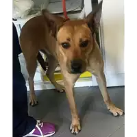 Foto dell\'animale cane - Matr. 2018/1445 - Microchip 380260042931764