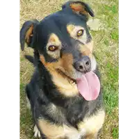 Foto dell\'animale cane - Matr. 2016/1465 - Microchip 380260042790071