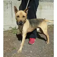 Foto dell\'animale cane - Matr. 2016/1060 - Microchip 380260042831043