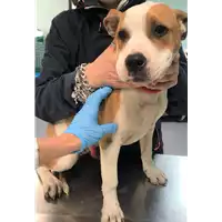 Foto dell\'animale cane - Matr. 2019/0976 - Microchip 380260043686750
