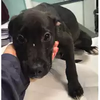 Foto dell\'animale cane - Matr. 2019/0983 - Microchip 380260043680711