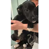 Foto dell\'animale cane - Matr. 2019/0982 - Microchip 380260043683551