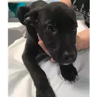Foto dell\'animale cane - Matr. 2019/0981 - Microchip 380260043680853
