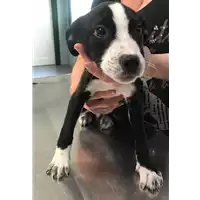 Foto dell\'animale cane - Matr. 2019/0980 - Microchip 380260043681117