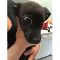 Foto dell\'animale cane - Matr. 2019/0978 - Microchip 380260043681128