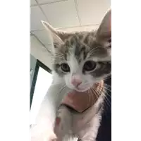 Foto dell\'animale gatto - Matr. 2019/0986 - Microchip 380260043681024