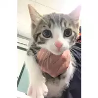 Foto dell\'animale gatto - Matr. 2019/0985 - Microchip 380260043681060