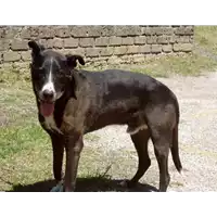 Foto dell\'animale cane - Matr. 2009/2027 - Microchip 380260000097008